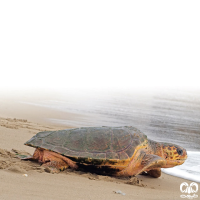 گونه لاکپشت سرخ Loggerhead Sea Turtle